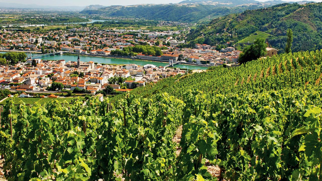 Wines from iconic regions of France like Rhone Valley (above)will be presented at the festival. Representation pic/Istock