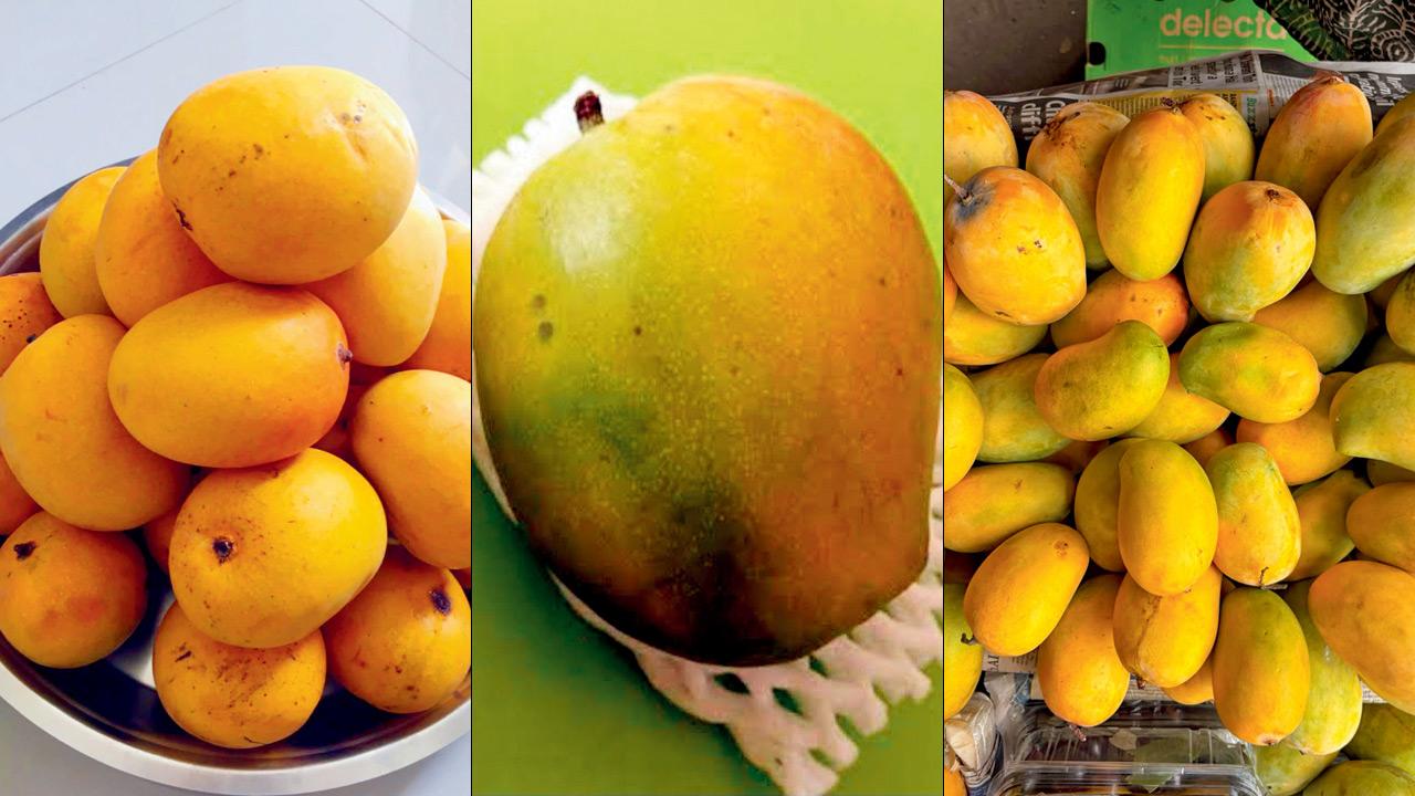 Alphonso/Hapus, Pairi/Payri and Kesar