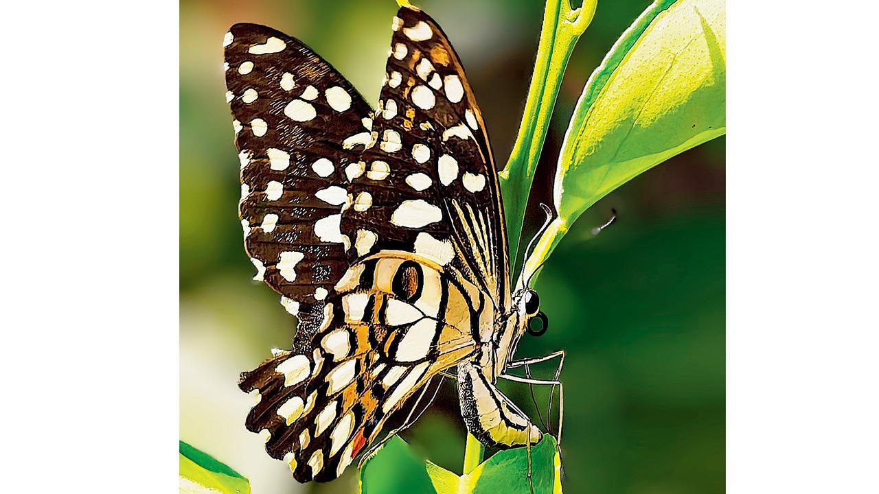 The Common Lime Butterfly, one of nearly 150 butterfly species found in Mumbai and the MMR can be seen on flowering plants around the city