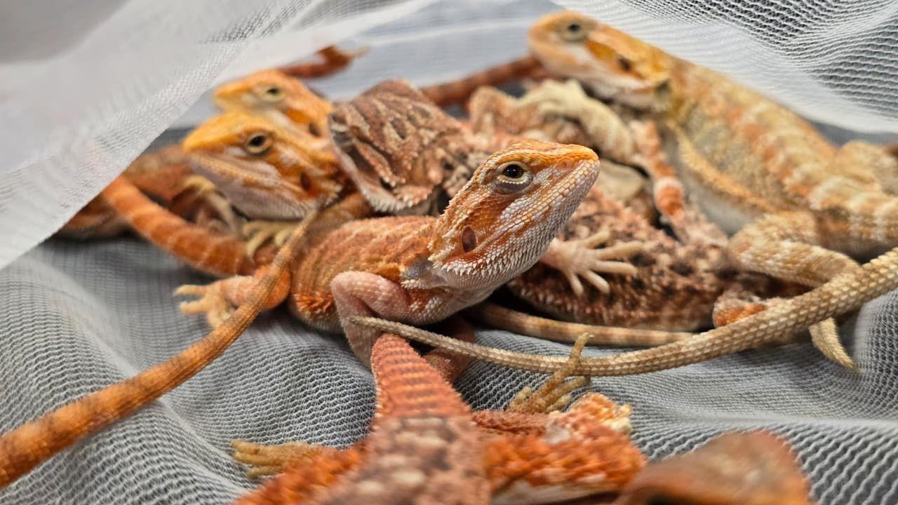 Mothers Day throwback: Alia Bhatt, Kareena Kapoors pregnancy fashion