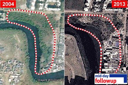 Embarrassed BMC promises swift action to save vanishing mangroves