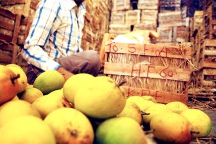 Exposed! How mangoes are poisoned every day at APMC market