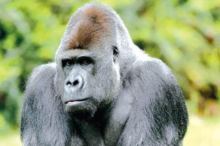 'Thinking he is gorilla', vet shoots zookeeper with tranquilliser dart