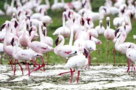 State may soon approve study of lesser flamingos