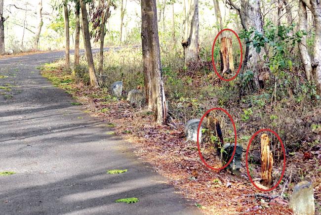 Stumps of the trees (circled) that were hacked along the road leading to the Aarey Guest House