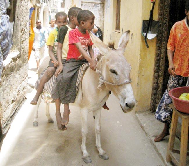 School kids on a donkey in Lamu Old Town. Donkey is the only transport in this 1,000- year-old town