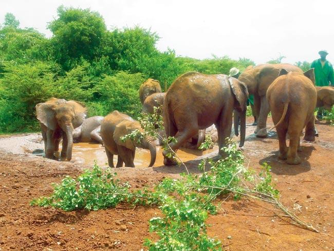 At the David Sheldrick Wildlife Trust, Nairobi, orphaned baby elephants roll in the mud and play