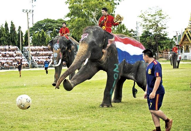 Elephants take part in a friendly match with students in honour of the upcoming 2014 FIFA World Cup at an elephant camp in Ayutthaya province, Thailand. Pic/AFP