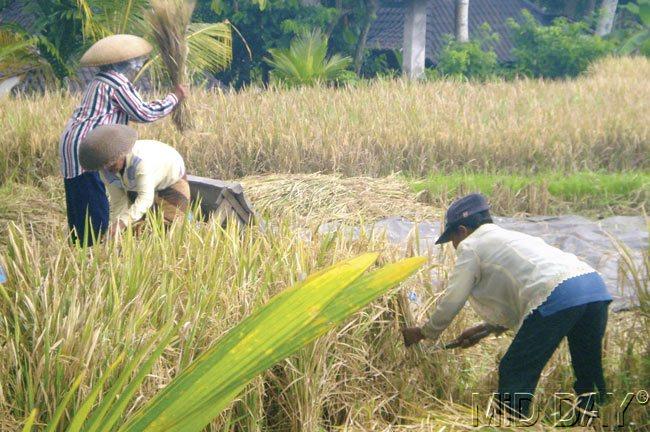 Paddy field farmers cut the crop before the onset of rains in Ubud