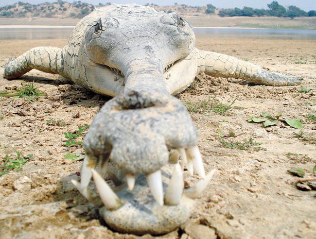 In 2009, over 100 gharials died in the Chambal Wildlife Sanctuary due to In 2009, over 100 gharials died in the Chambal Wildlife Sanctuary due to a mysterious disease. 