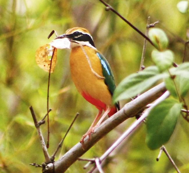 Indian Pitta