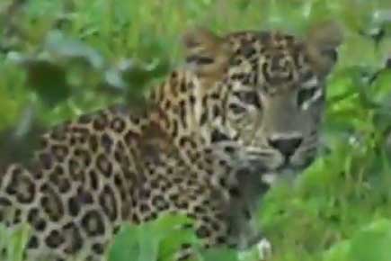 Video suggests leopards follow 'don't bother me, won't kill you policy'