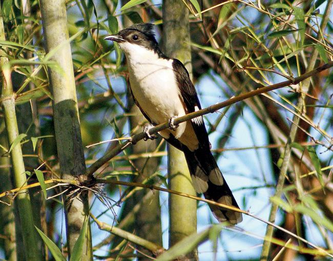 Pied Cuckoo