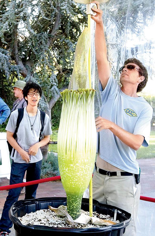 Five feet and still growing: A volunteer measures amorphophallus titanum flower, known as the corpse flower, at Orange Coast College’s horticulture department.
