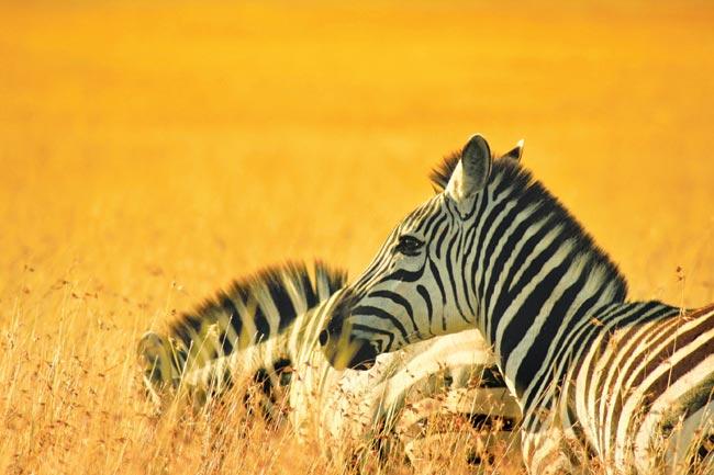 Zebras at the Masai Mara National Park