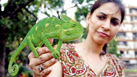 Government, rescuers join hands for wildlife