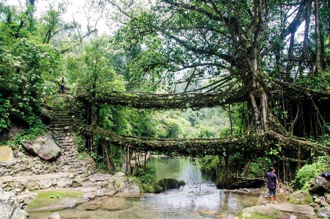 Take a trip to the living root bridge in Mawlynnong, which has been awarded the distinction of being Asia’s cleanest village. file pic