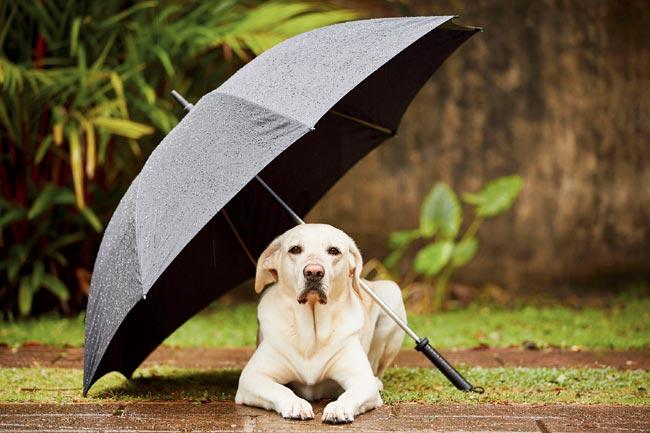 pet wellness this monsoon