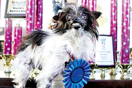 US pooch crowned World's Ugliest Dog