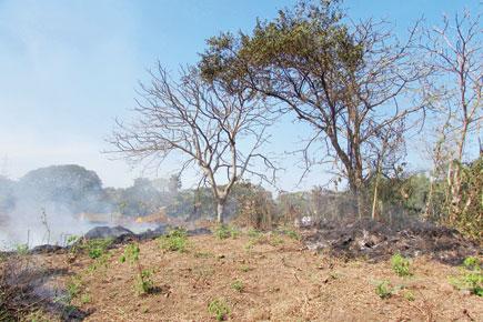Trees damaged, foliage burnt  near the site of Metro Line-3  car shed in Aarey Milk Colony