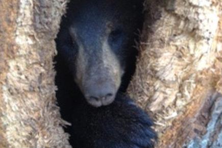 Bear killed Indian-origin hiker in US: Report
