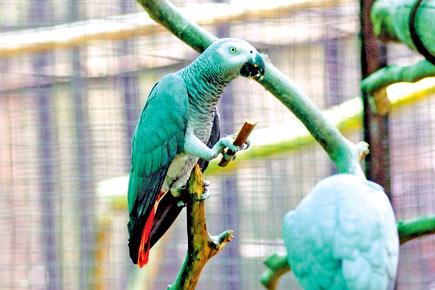 Sale of exotic animals: Forest officials raid Crawford Market, but find nothing