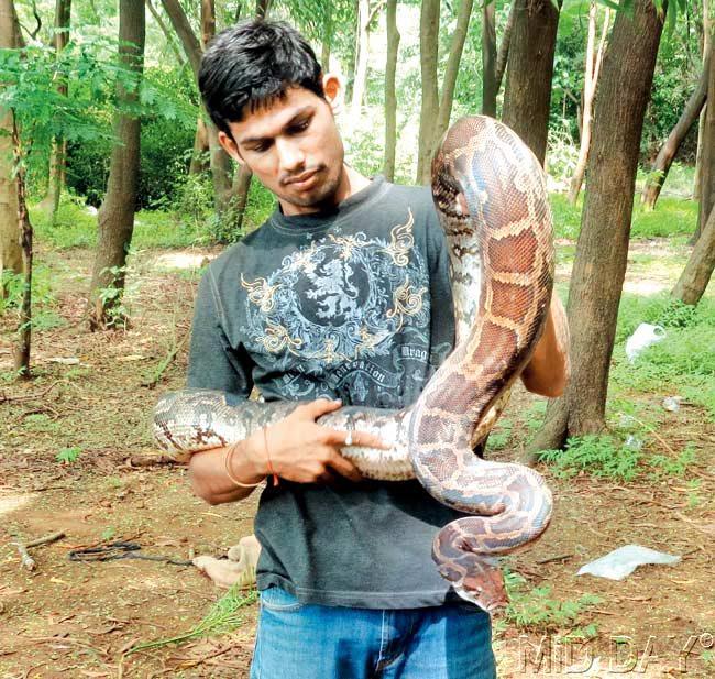 A SARRP volunteer with the six-feet-long Indian rock python he rescued from the premises of Whistling Woods International Film School at Film City in September.