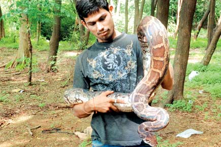 Snake rescue up by 30% from last year in Mumbai, claim rescuers