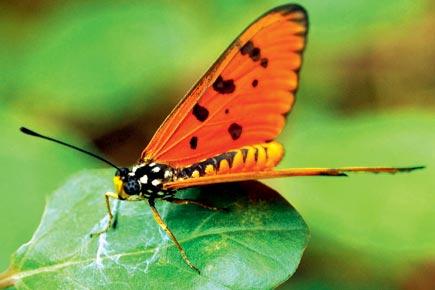 Mumbai Diary page: Wednesday Whispers