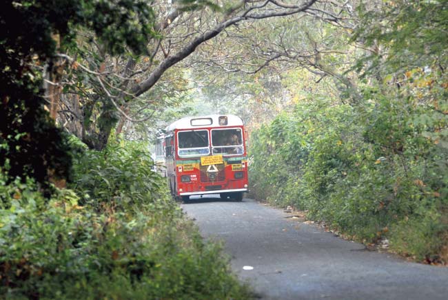 The Save Aarey Milk Colony group is strongly opposed to plans to cut almost 3,000 trees to make way for the CBS Metro III project. File pic