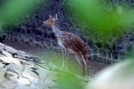 17 spotted deer shifted to Satpura Tiger Reserve