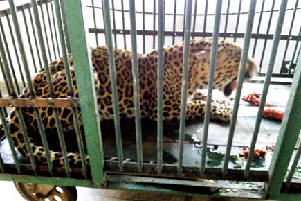 Mumbai: SGNP loses its fourth leopard in 3 months