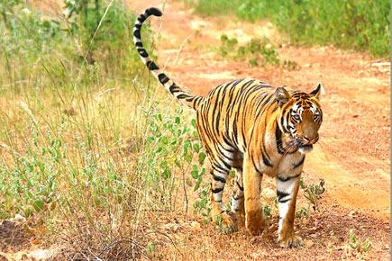 Walk on the wild side at the Tadoba-Andhari Tiger Reserve