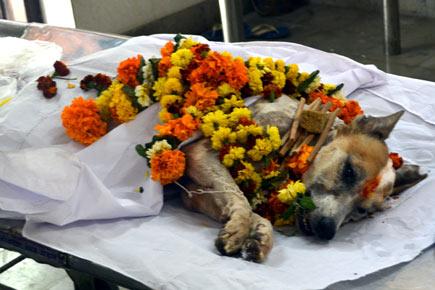 Sheru, stray dog injured during Mumbai terror attacks passes away