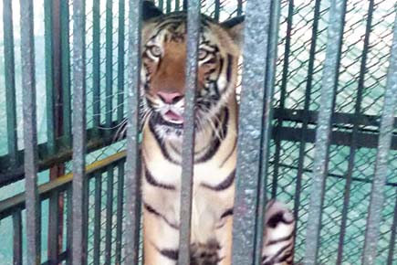 Ailing Beauty: Sanjay Gandhi National Park's tigress takes ill