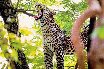 Mumbai: Trio arrested for killing leopard