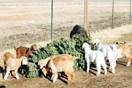 Goats recycle Christmas trees
