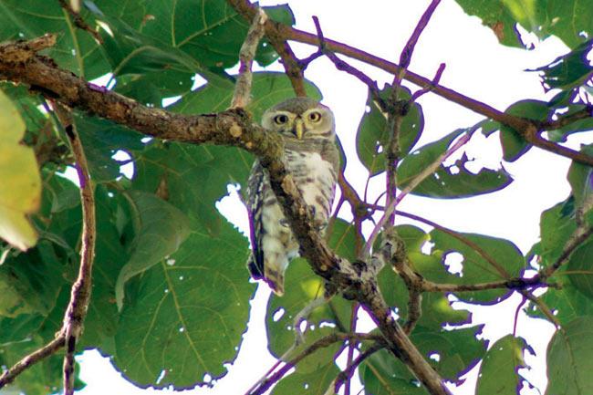 The forest owlet has been seen in the Satpura range in the states of Gujarat, Maharashtra and Madhya Pradesh
