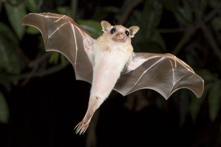 Boy and bats spread Ebola in West Africa, say scientists