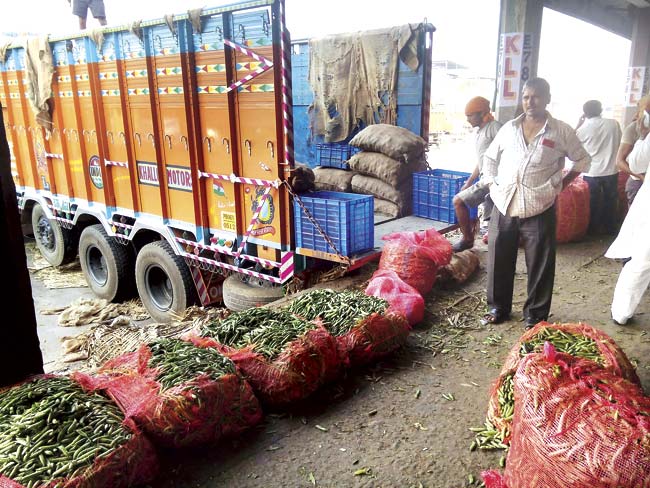 APMC market is receiving abundant supply of green peas from Punjab, Madhya Pradesh and Uttar Pradesh