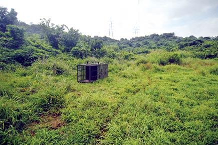 SGNP gets its first green light for Aarey Colony zoo