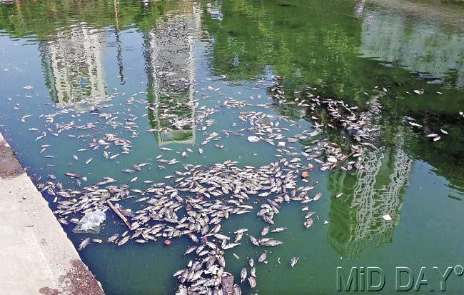Hundreds of dead fish were spotted floating at the Banganga Tank in the Walkeshwar temple complex on Tuesday morning. Pic/Bipin Kokate