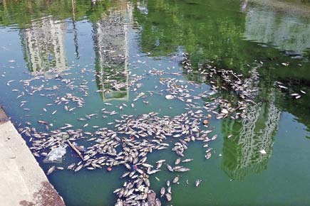 Pitru Paksh rituals kill hundreds of fish in Banganga, claims manager of temple trust