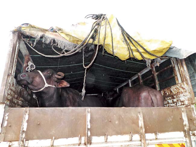 The buffaloes languishing in the trucks in Valiv were returned to their owner