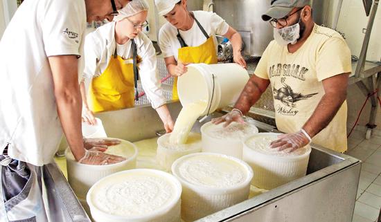 The process of cheesemaking 