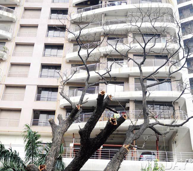 Residents allege that most trees that are dying are located near construction sites and are blocking the view or sunlight of the under-construction apartments. Pics/Nimesh Dave