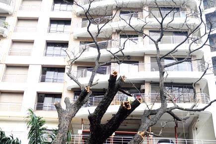 Mumbai: Andheri residents cry foul over death of rain trees