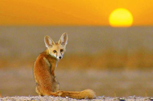 The Rann of Kutch is home to the Desert Fox