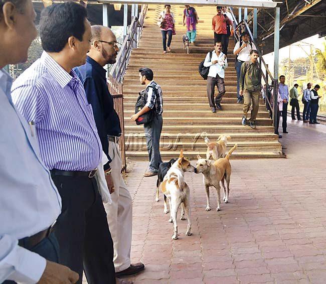 These dogs are as busy as regular commuters at Dombivili station while