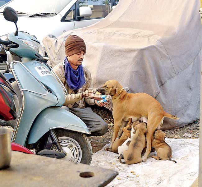 Being a friend of the commuters, this dog gets a helping hand in return when she has a handful of puppies to take care of